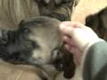 ARISTOCRATE BULLMASTIFFS FORMERLY DEXT-ORR BULLMASTIFFS FEMALE PUPS PLAY WITH BIG GIRLS :)