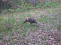 Turkey in my yard