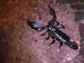 Black Emperor Scorpion VERY Aggressive