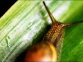 Biodiversidad de las AMCP-MU - Trailer Biodiversidad de las AMCP-MU - Trailer