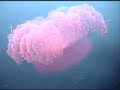 Chuuk Lagoon Music Video