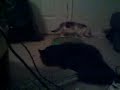 Catnip!  pt3