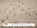 videos de de-vote.com- save water drink champagne- english