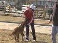 Georgia working ringsport