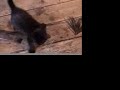 catpixx catpixx