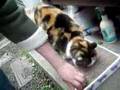 みけねこのみーちゃん