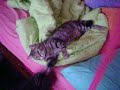 Lex the Cat