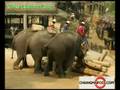 Maesa Elephant Camp Chiangmai Thailand : BY THAIPODS.COM
