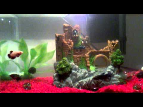 how to take care if a betta fish