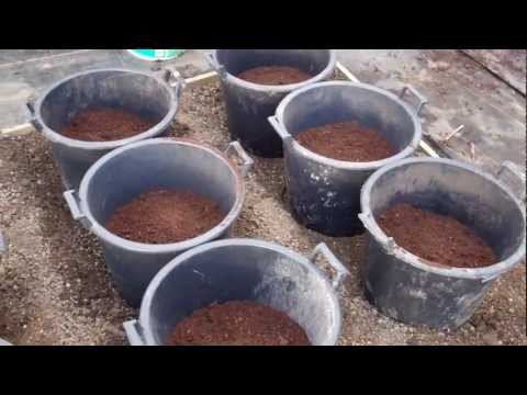 how to grow potatoes in a pot