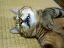 ツネツネツネオ♪