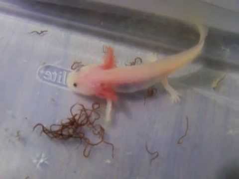 how to make axolotl gills grow