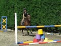 Sparrow jumping at home short vid