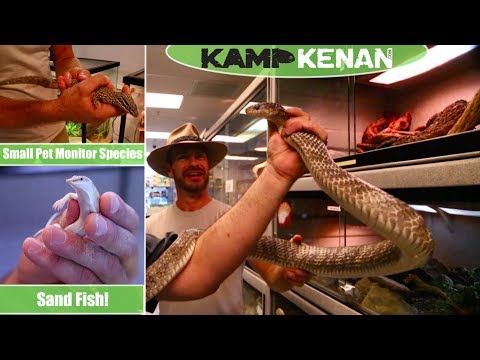 YouTube reptile video