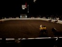 Pfizer Fantasia Halflinger Drill Team *08