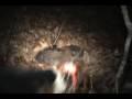 videos de Split treed and the garmin astro