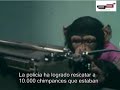 10.000 monos forever 10.000 monos forever
