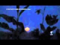 UFO OVNI Glastonbury on SBS