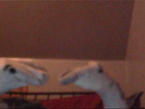 Arabian Socks eps. 4