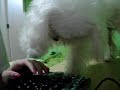 cachorro [2]