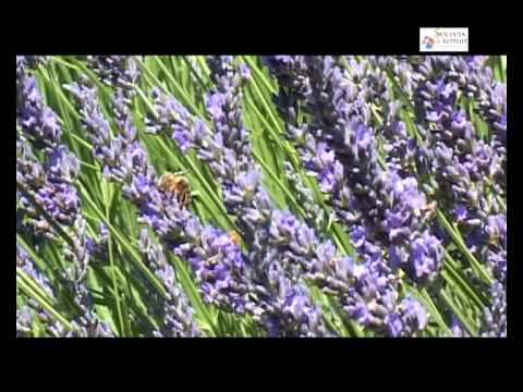 La Distillerie Bleu Provence de Nyons, Secrets de Terroir en Drôme Provençale
