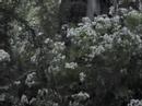 Harmony and Pollution-Peanut Butter Ghost Video