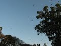 chikmagalur- Bavali aka bats-2 chikmagalur- Bavali aka bats-2