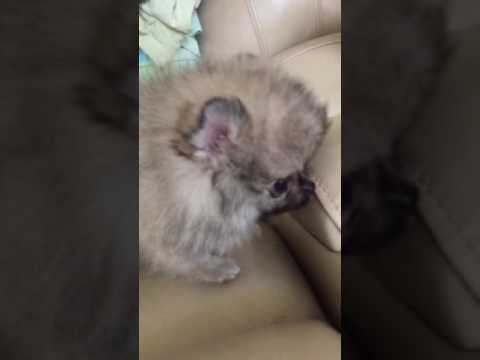 Teenahs male teacup puppy