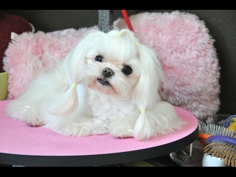how to whiten stained dog fur