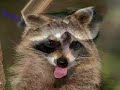 Raccoon in Da Club