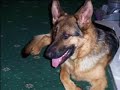 my old german shepherd Izzy with pachelbel canon music