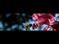 Bombus in front of Impatiens at 1200 fps Bombus in front of Impatiens at 1200 fps