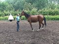 Spelen met paarden Spelen met paarden