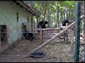 Bear Rescue Centre 1