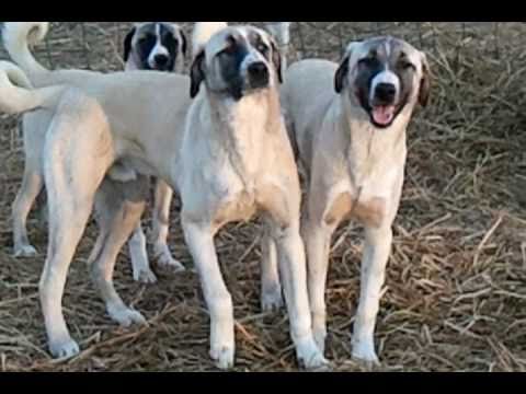turkish shepherd dog - Some of our dutch marked pups from Dilara/Dillon and fawn w/blk mask from Sirin/Rummy. Watch their reaction when they hear some animal sound from another far...
