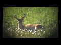 sitka deer hunt