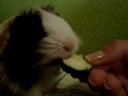 La Cobaya Gucci