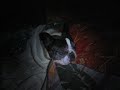 GINO my french bulldog sleeping