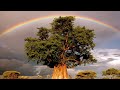Trees, a poem by Joyce Kilmer, is sung here by Paul Robeson (with the incredible bass voice). I love trees, this poem and the strength of Robeson's voice.