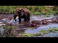 Elephant scares Hippo\