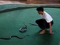 King-Cobra