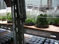 Laboratorio de orquideas de RIO VERDE en Temascaltepec Edo.Mex www.alnatural.com.mx