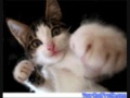 FUNNY CATS DANCING CRAZY