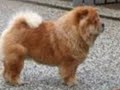 cachorrada cachorrada