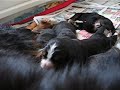 irma bernese mountain dog - puppies 7 days old