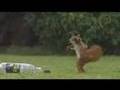 Un Ecureuil joue au Foot : Pub Carlsberg
