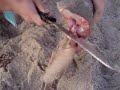 i cut the shovelnose guitarfish's tail off