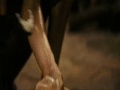 Teardrop Massive Attack Perfume The Story of a Murderer - Perfume The Story of a Murderer - Rachel Hurd-Wood - Flixster Video