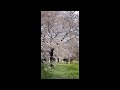 【桜吹雪】化女沼・古代の里（宮城県大崎市）Cherry Blossoms in Japan