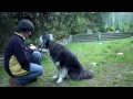 Doggy Zen Kivi